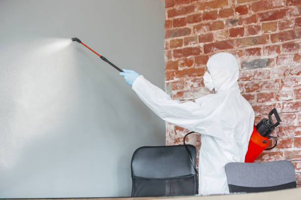 Professional Mold Removal in Logansport, LA