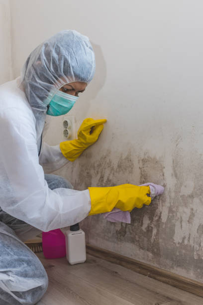Best Air Quality Testing for Mold Spores  in Logansport, LA